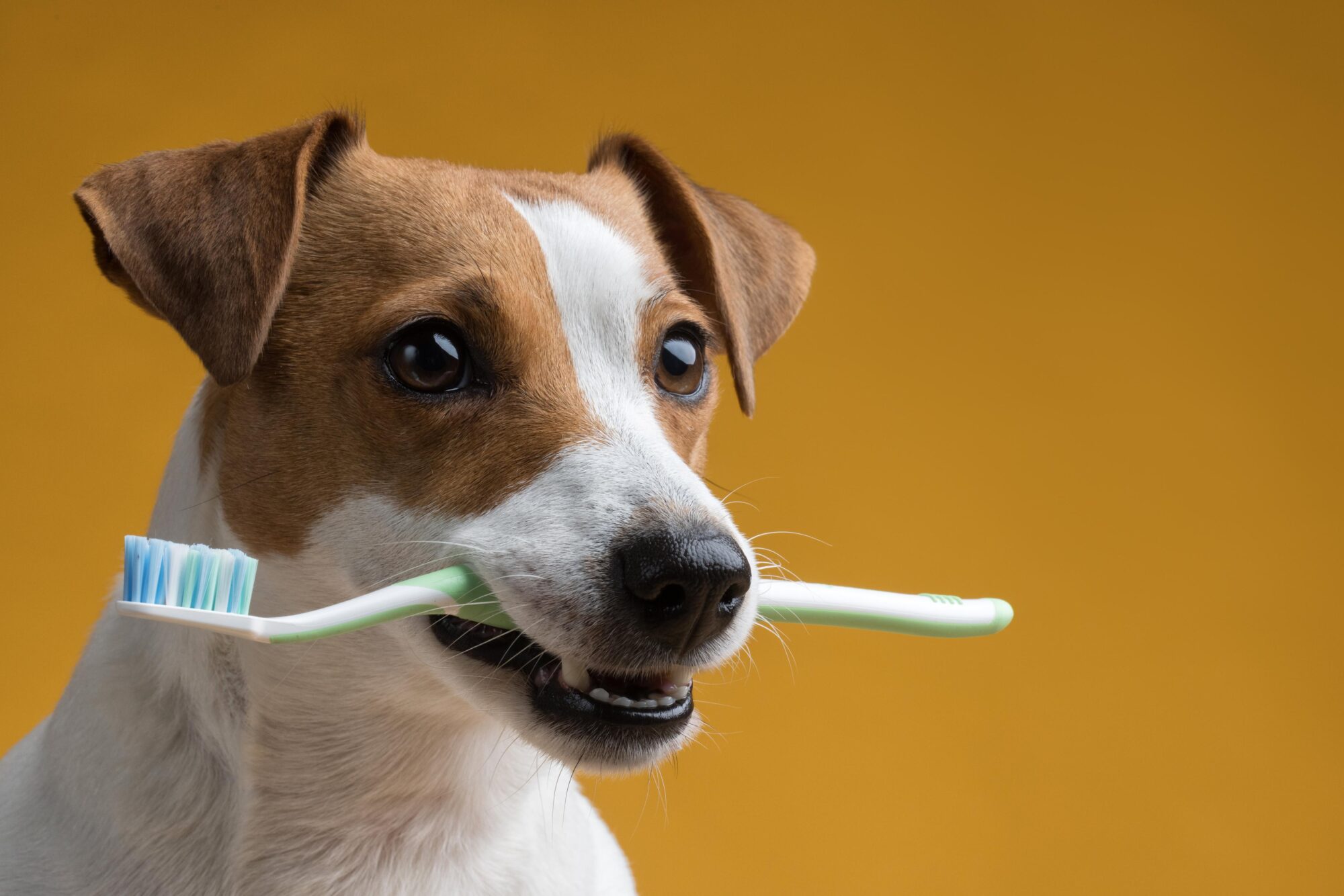 dog with toothbrush. 