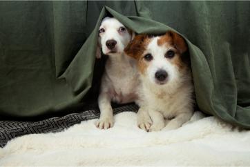 pups hiding under blankets.