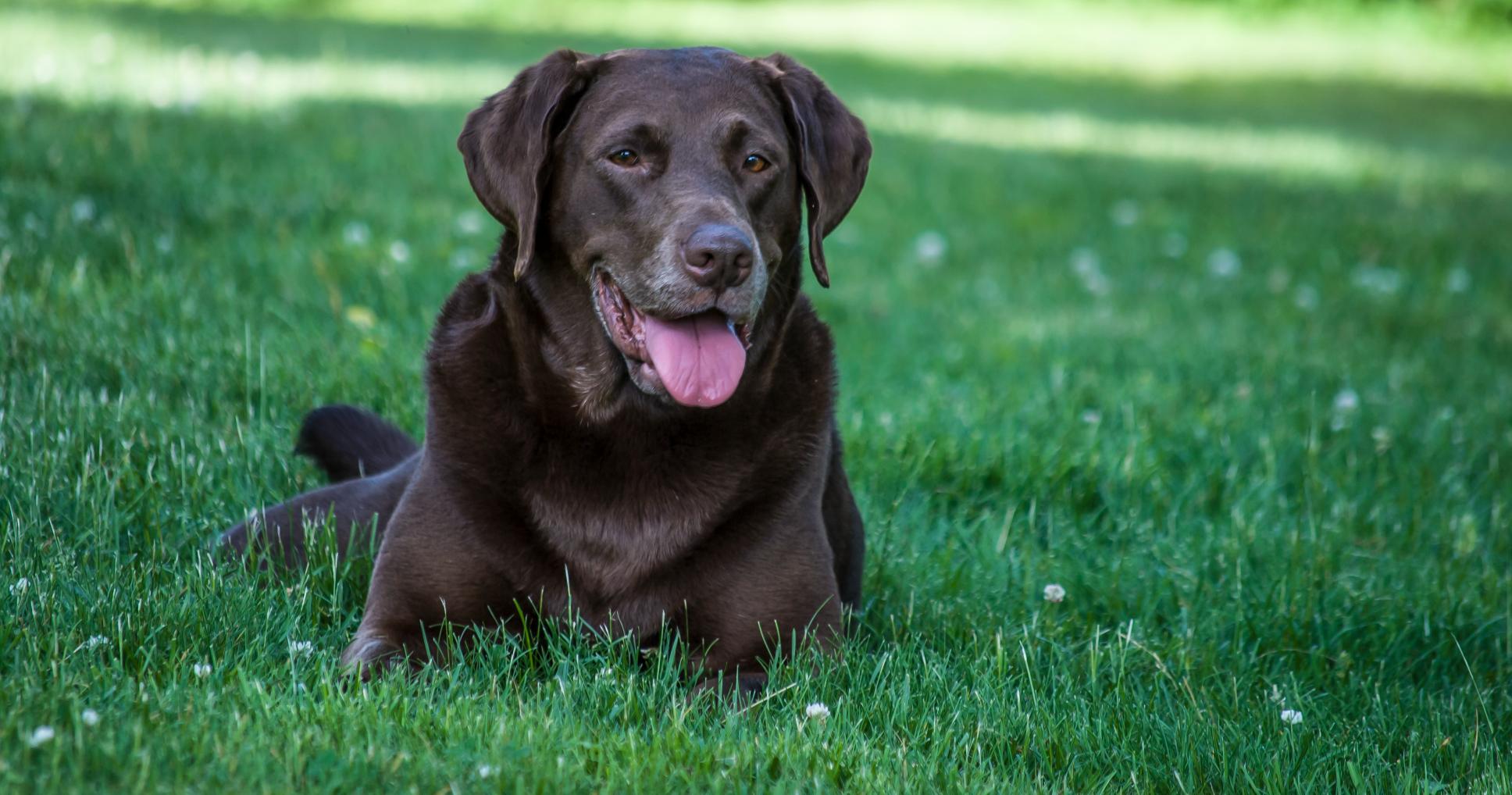 Labrador in field.