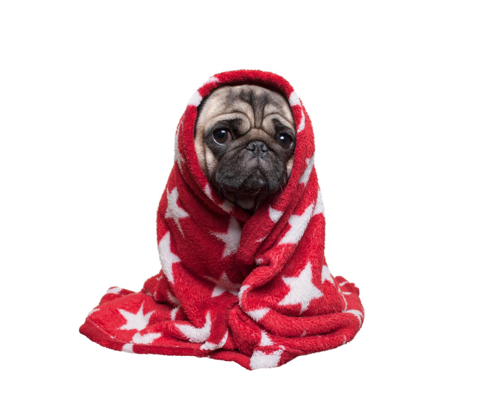 Cute pug puppy in blanket.