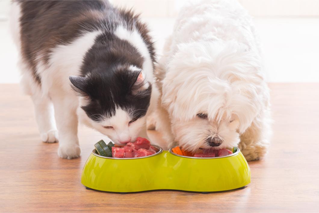 Dog and Cat eating food