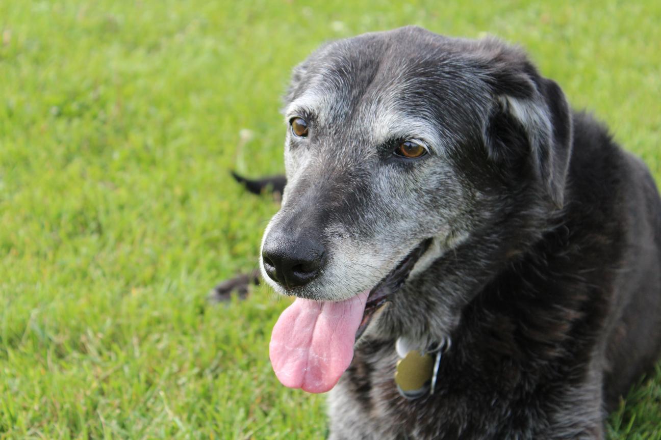 Health and Wellness Tips for Senior Pets