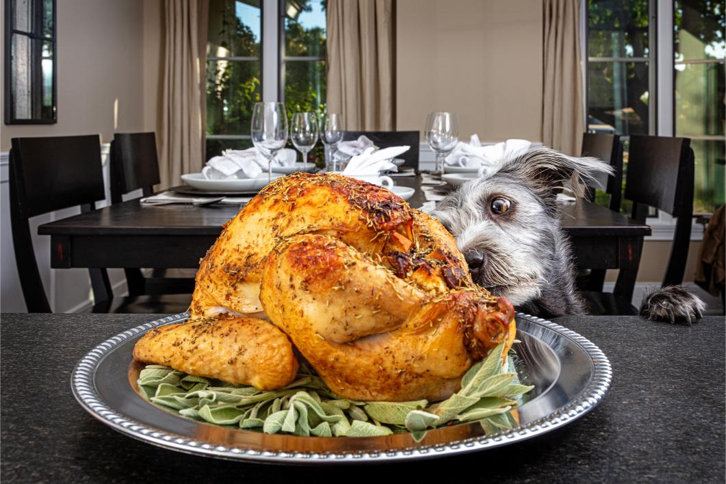 dog staring at turkey. 