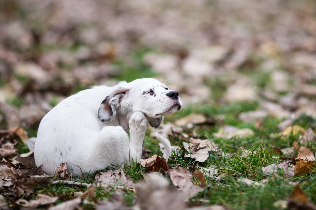 puppy with allergies.