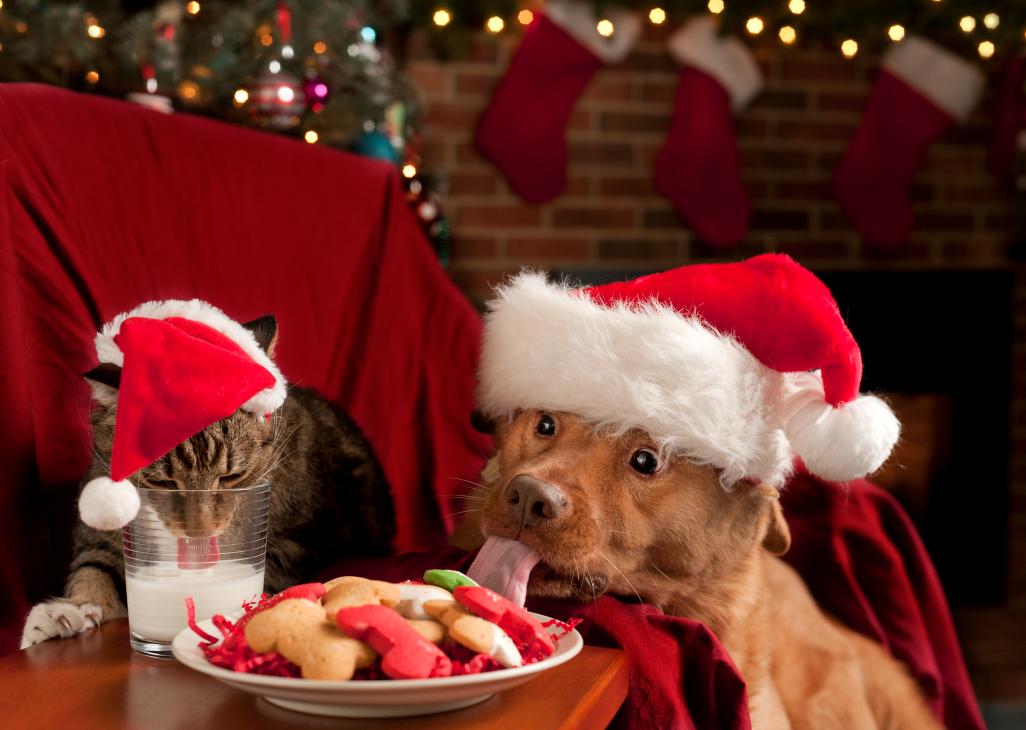 Dog licking Christmas treat.