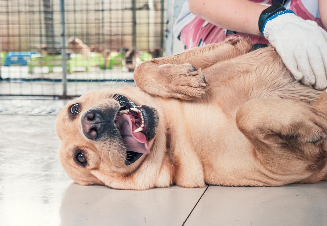 Dog getting belly rub at shelter.