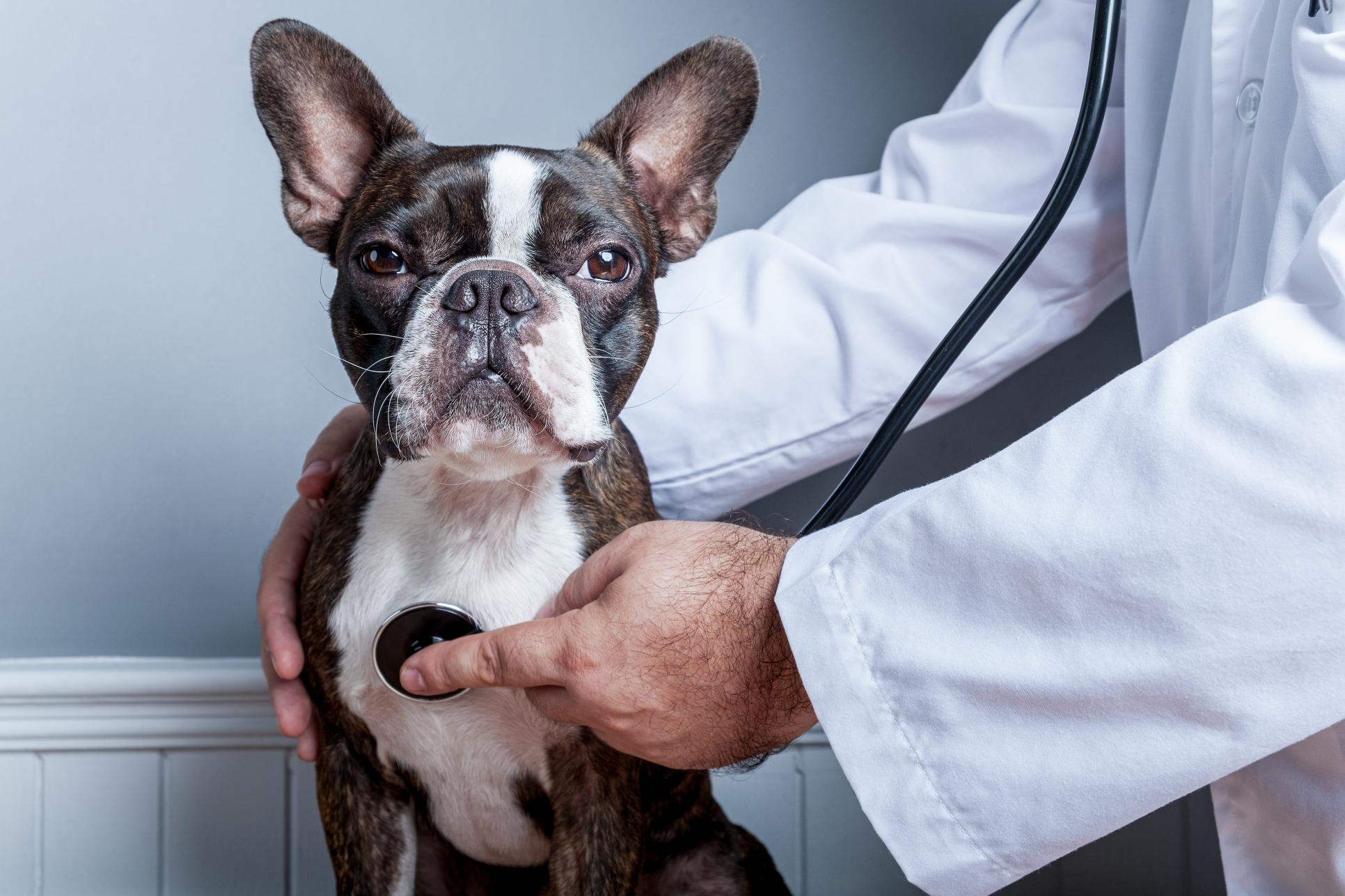 Annual Exams for Pets.