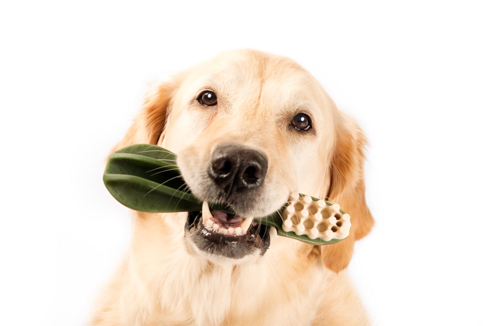 Improving Your Pet’s Dental Health at Home.