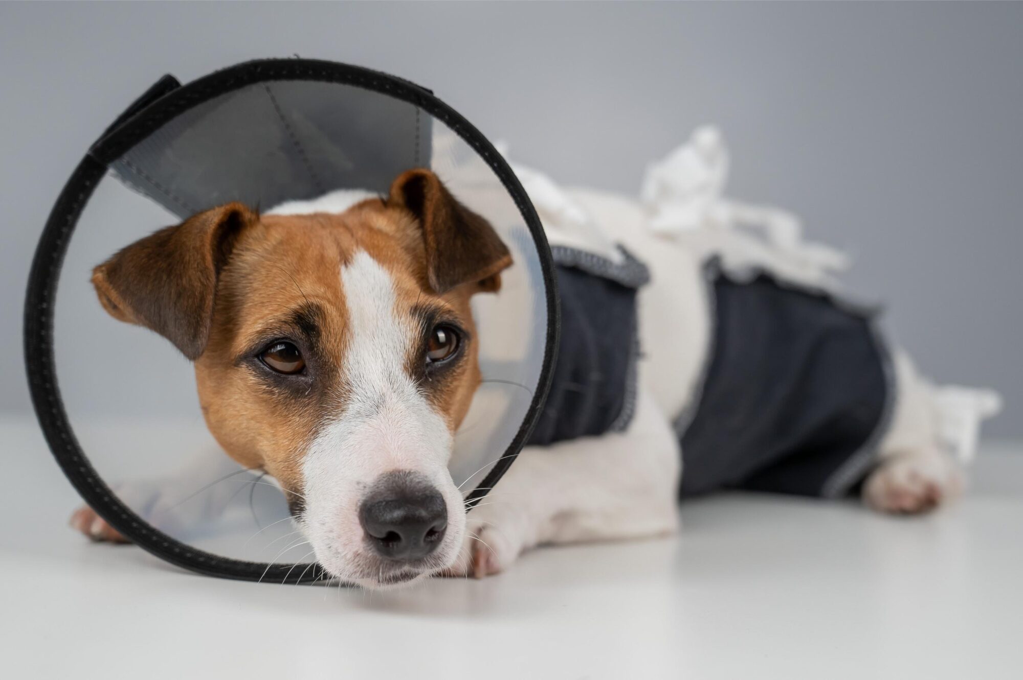 Understanding Pain Management in Pets | Bayside Animal Hospital